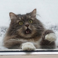 Avatar de l’utilisateur